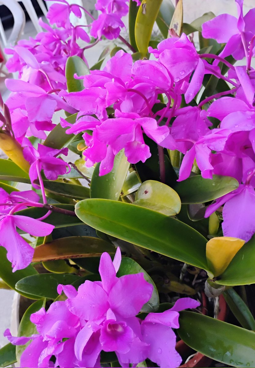 PlanetaryCourt's tweet image. Dec. 23, 2025. I haven't seen the ancient orchids for a few days. They're still birthing new babies, and she keeps blooming. Merry Christmas.