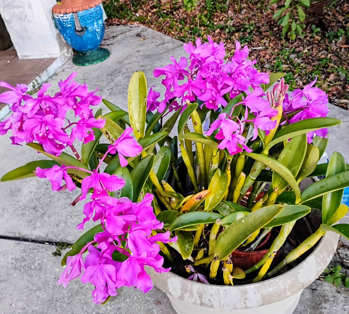 PlanetaryCourt's tweet image. Dec. 23, 2025. I haven't seen the ancient orchids for a few days. They're still birthing new babies, and she keeps blooming. Merry Christmas.