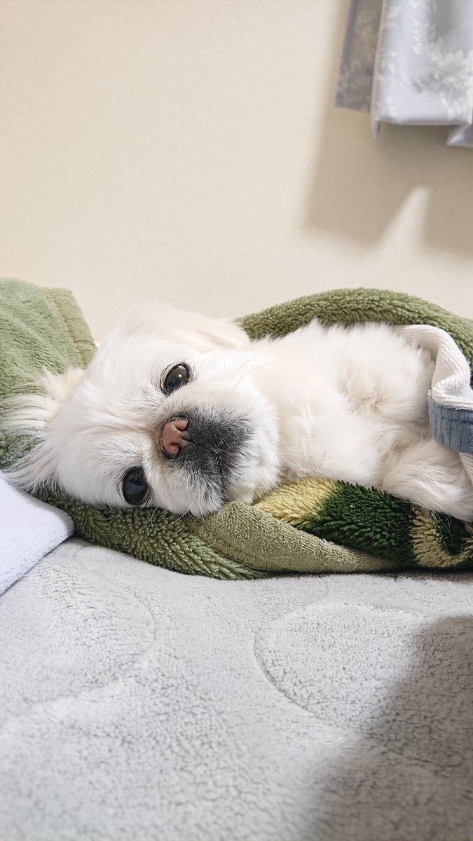 かおりん (@shiro0201_111) / Posts / X