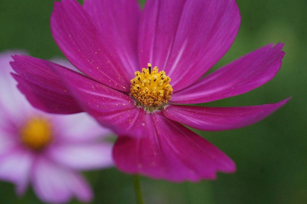 2025_12_24-1 昔撮ったもの →2012_10 #昭和記念公園 #コスモス