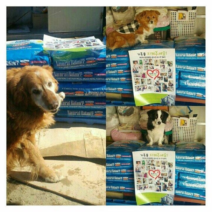 yk2aii's tweet image. #JENNIE is a member of the "PROTECT OUR FAMILY" since 2017 an abandoned dog shelter where she donates food &amp;amp; medicine, we didn't hear about it until the shelter posted photos of its members.