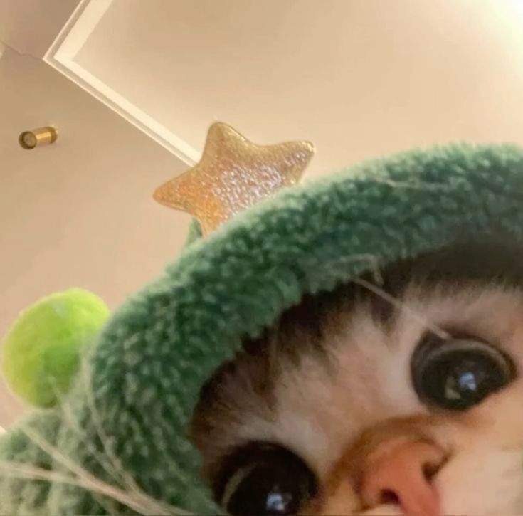 Cats all the way (@nekocatts) on Twitter photo 