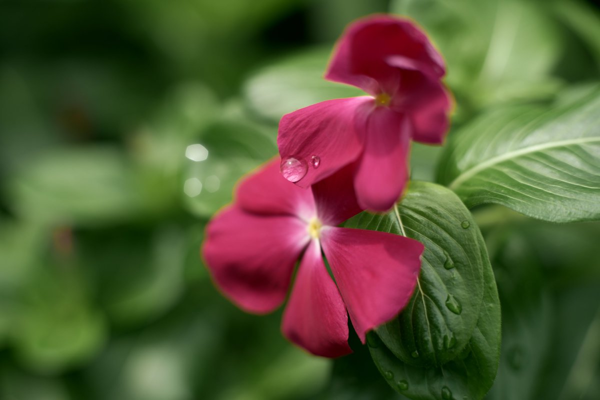 良い一日を Nikon Zf Voigtlander COLOR-ULTRON 55mm F1.4 AR