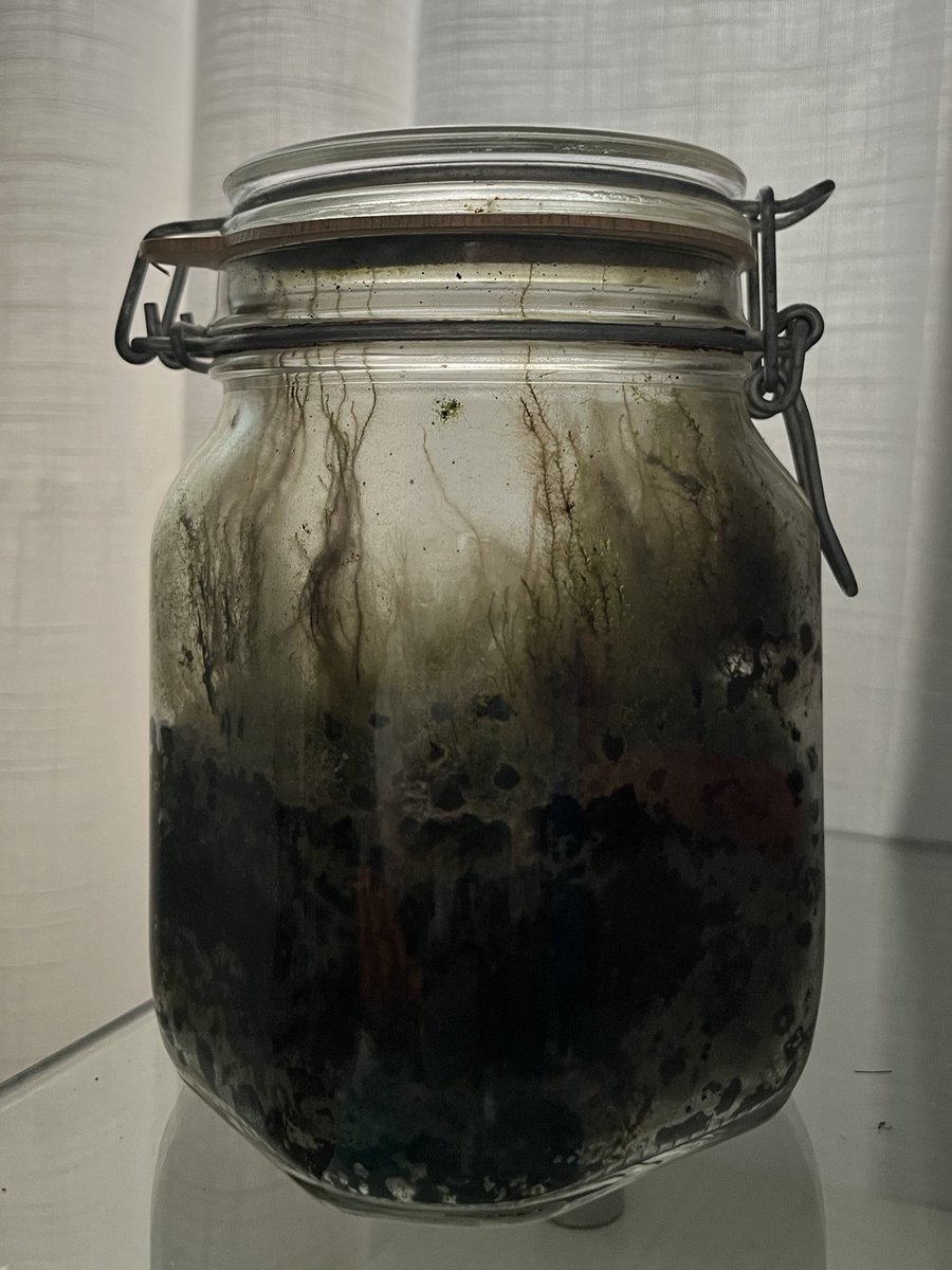 _anaeulalia's tweet image. meu terrário fechado de mais de 4 anos cada dia mais parecido com uma floresta mal assombrada
