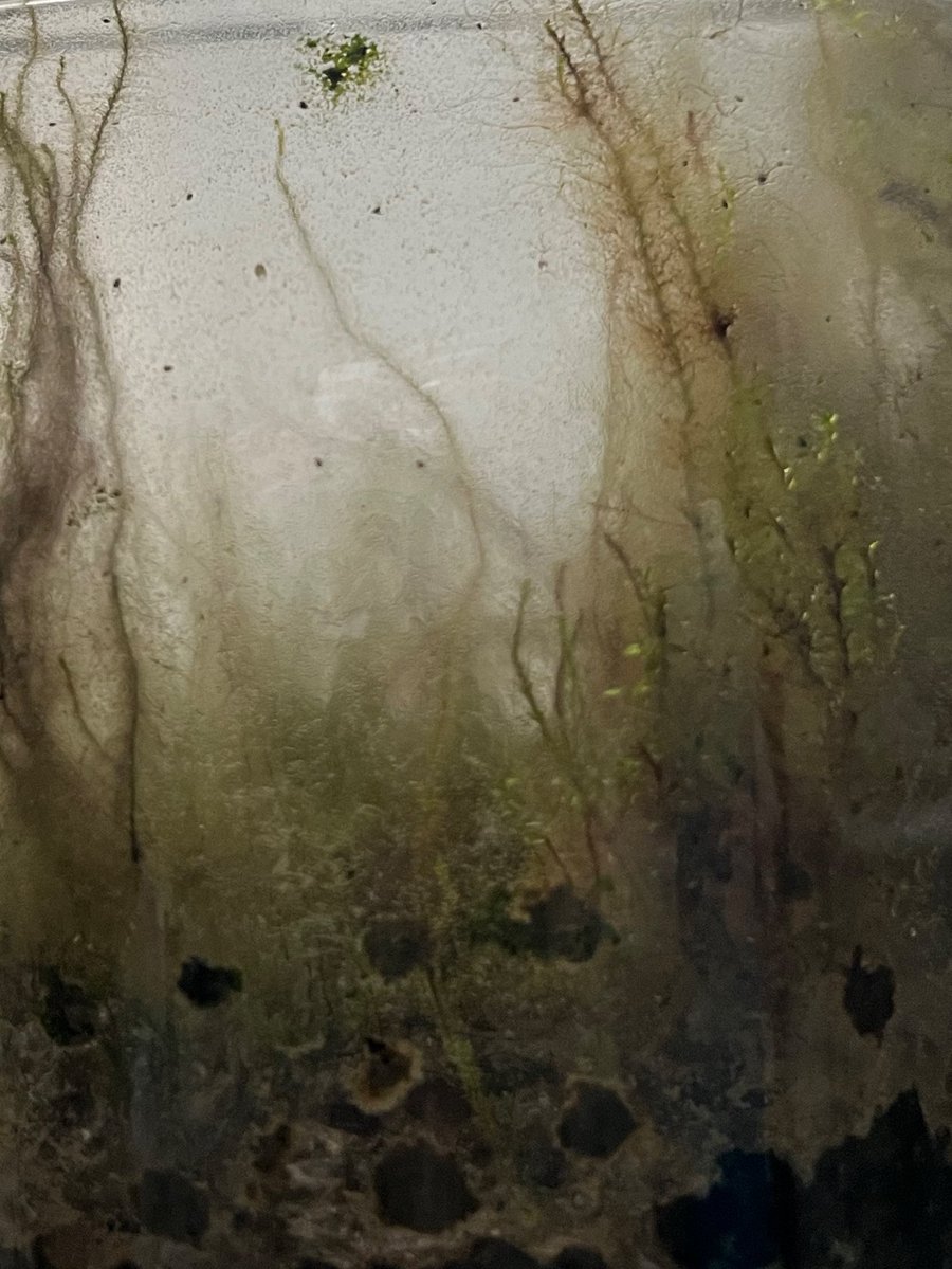 _anaeulalia's tweet image. meu terrário fechado de mais de 4 anos cada dia mais parecido com uma floresta mal assombrada