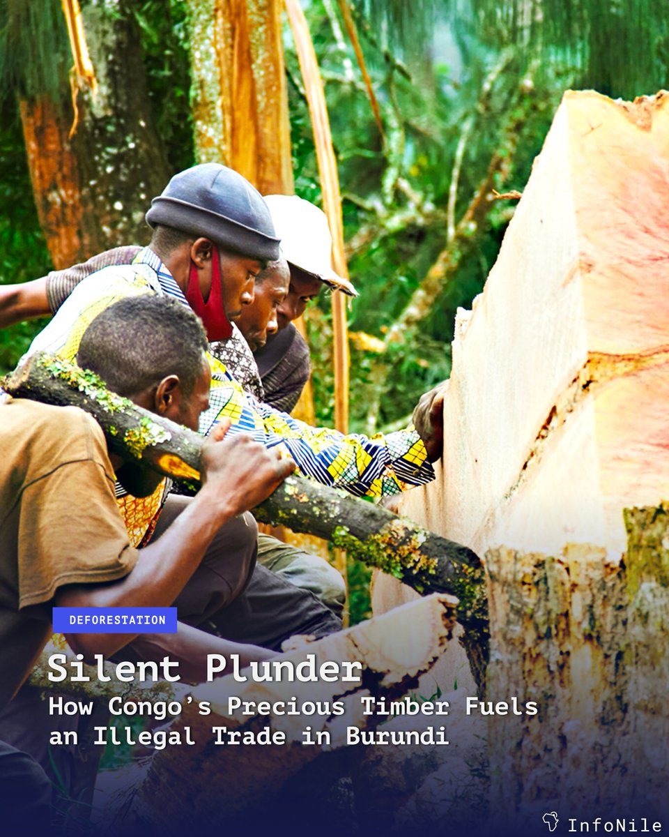 Burundi's timber markets hide "abandoned" DRC planks, but they're actually premium Muvula &amp; redwood from the edges of Kahuzi-Biega park, smuggled via ports on Lake Tanganyika.

<a href="/bizimana_arthur/">Arthur BIZIMANA</a> 🇧🇮 &amp;  Martin Leku 🇨🇩 report. <a href="/globalforests/">Global Forest Watch</a>

#TopStories2025
🔗bit.ly/4qfZygE