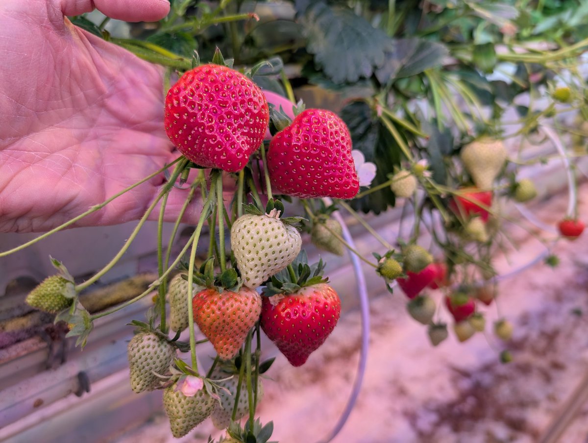 Jan Robben tweet media