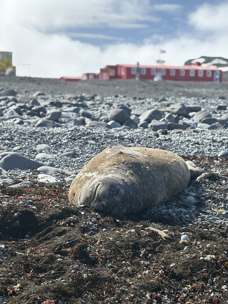 sofisall's tweet image. Disfrutando el solcito de la Antártida