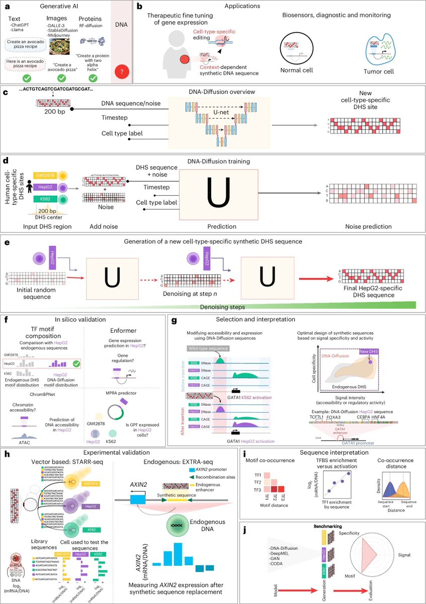 strnr's tweet photo. Designing synthetic regulatory elements using the generative AI framework DNA-Diffusion https://t.co/JcDrZf0Hig 🧬🖥️🧪 https://t.co/FlnBHhLfBk  (noncommercial) https://t.co/vKUpH6KzkL