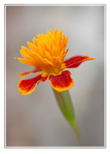photos_dsmith's tweet image. a #miniature #marigold #flower growing in a #westmidlands #garden on a #photoshoot. These #tiny #flowers are dwarfed by their larger cousins. #FlowerPhotography. Buy a #print or #wallart of this #image or more #photography at darrensmith.org.uk #flowersart