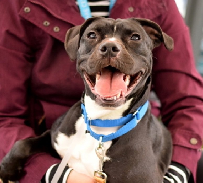 MorgFairsdogs's tweet photo. Mime 241511
Kill Command 
#NYCACC #RescueOnly 
She is a cute 2 yr old 
Dog reactive while in crate, shredding her cover
Social &amp; affectionate in prev home
Needs all adult home with #UnicornFoster 
Help save Mime!
Mime needs a Christmas Miracle 🎄 
#Pledge4Rescue #foster #adopt https://t.co/smjPHn9efc