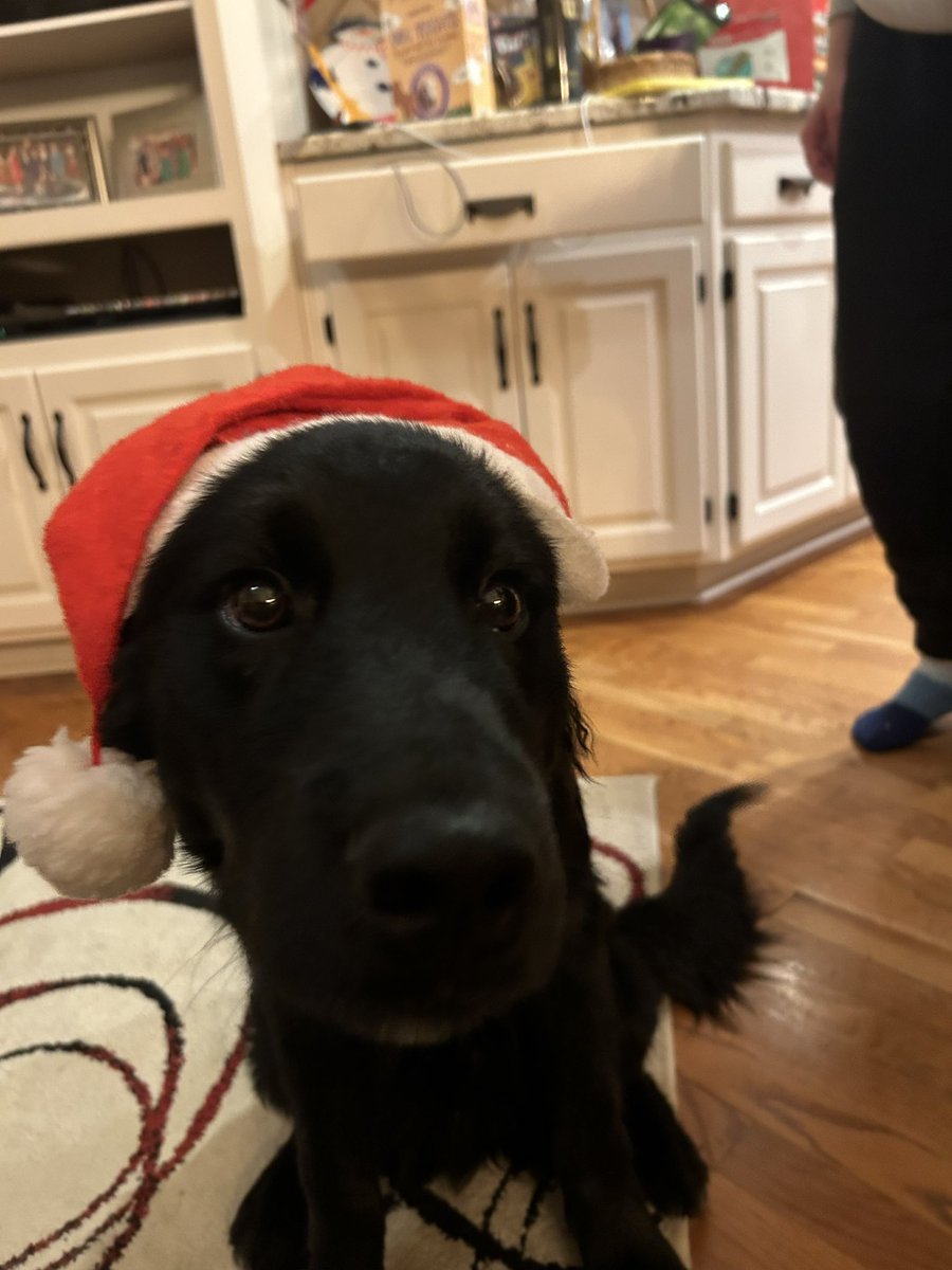 ryanobennett's tweet image. My dog wishes you a merry crisis