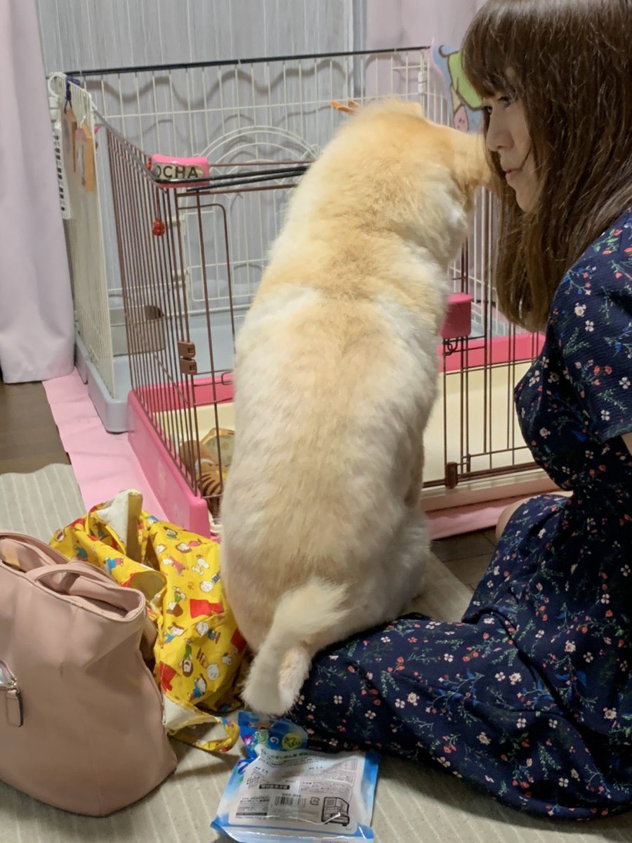 prism_999's tweet photo. モカお誕生日おめでとう🎈🎊
シニア突入だと思ってたけど今日で10歳！🐕
寝ることが多くなった分、起きてる時いっぱい遊ぼうね！
引っ込み思案で好きなものには全力のモカ大好き🫶✨
姉もバースデーだよ🐘🎊
#保護犬 https://t.co/O4IlTMhIKN