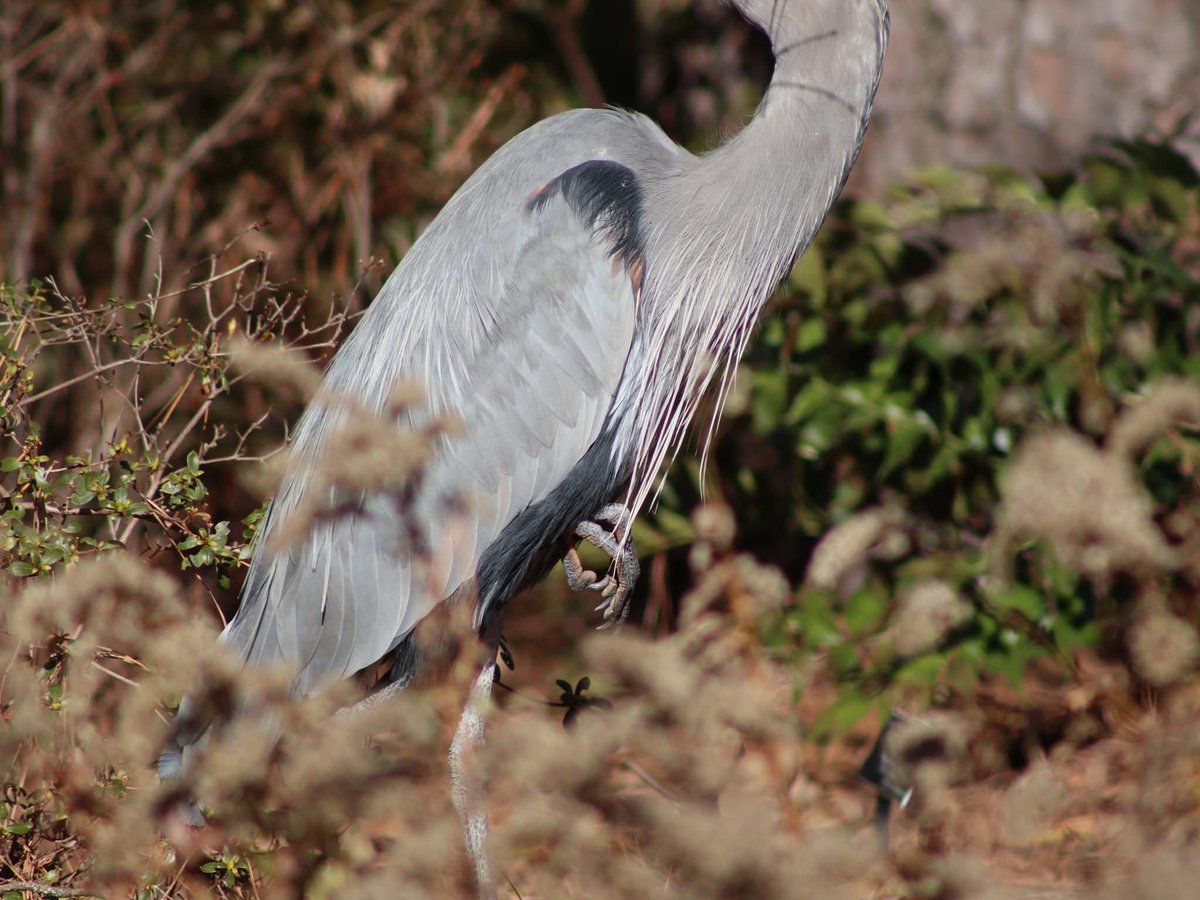 Norfolk Botanical Garden tweet media