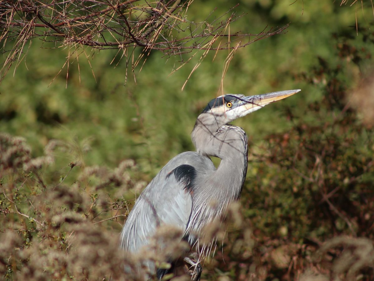 Norfolk Botanical Garden tweet media
