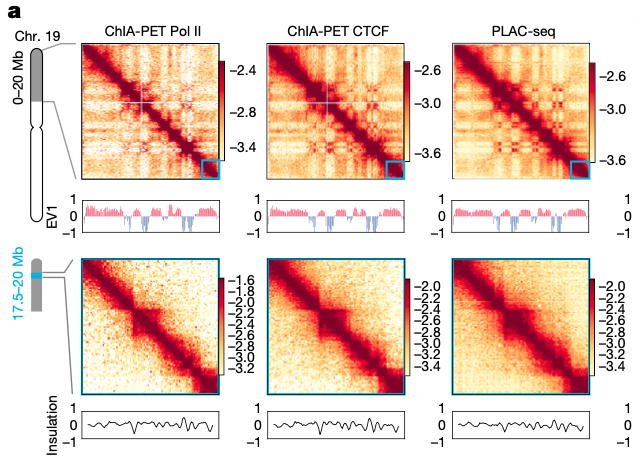 NikoMcCarty's tweet image. Many people think of the genome as a string of "letters." The human genome, say, has 3.2 billion base pairs of DNA organized across 23 pairs of chromosomes.

But the genome is a 3D object. Genes located on entirely different chromosomes might be clustered together. Mutations in…