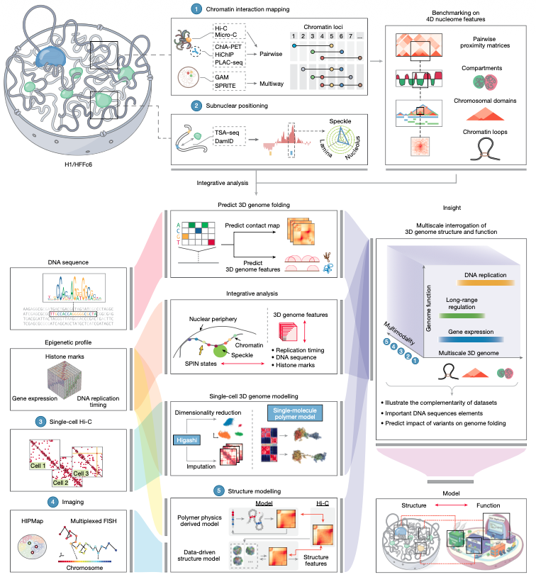 NikoMcCarty's tweet image. Many people think of the genome as a string of "letters." The human genome, say, has 3.2 billion base pairs of DNA organized across 23 pairs of chromosomes.

But the genome is a 3D object. Genes located on entirely different chromosomes might be clustered together. Mutations in…