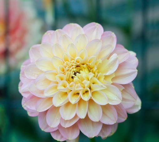 takeshima_staff ダリア·ピンク🩷 「愛と希望」 綺麗なピンクのダリア