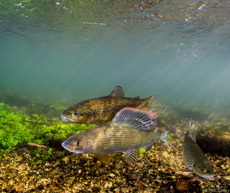 WildTroutTrust's tweet photo. Brown trout and grayling have a complex history 🐟Today, we can give a helping hand to both fish, but what might that look like? In our latest blog, we reflect on the relationship between wild trout and the "Ladies of the Stream": https://t.co/AHkgWBFSF8 https://t.co/JAhEiUjKvr