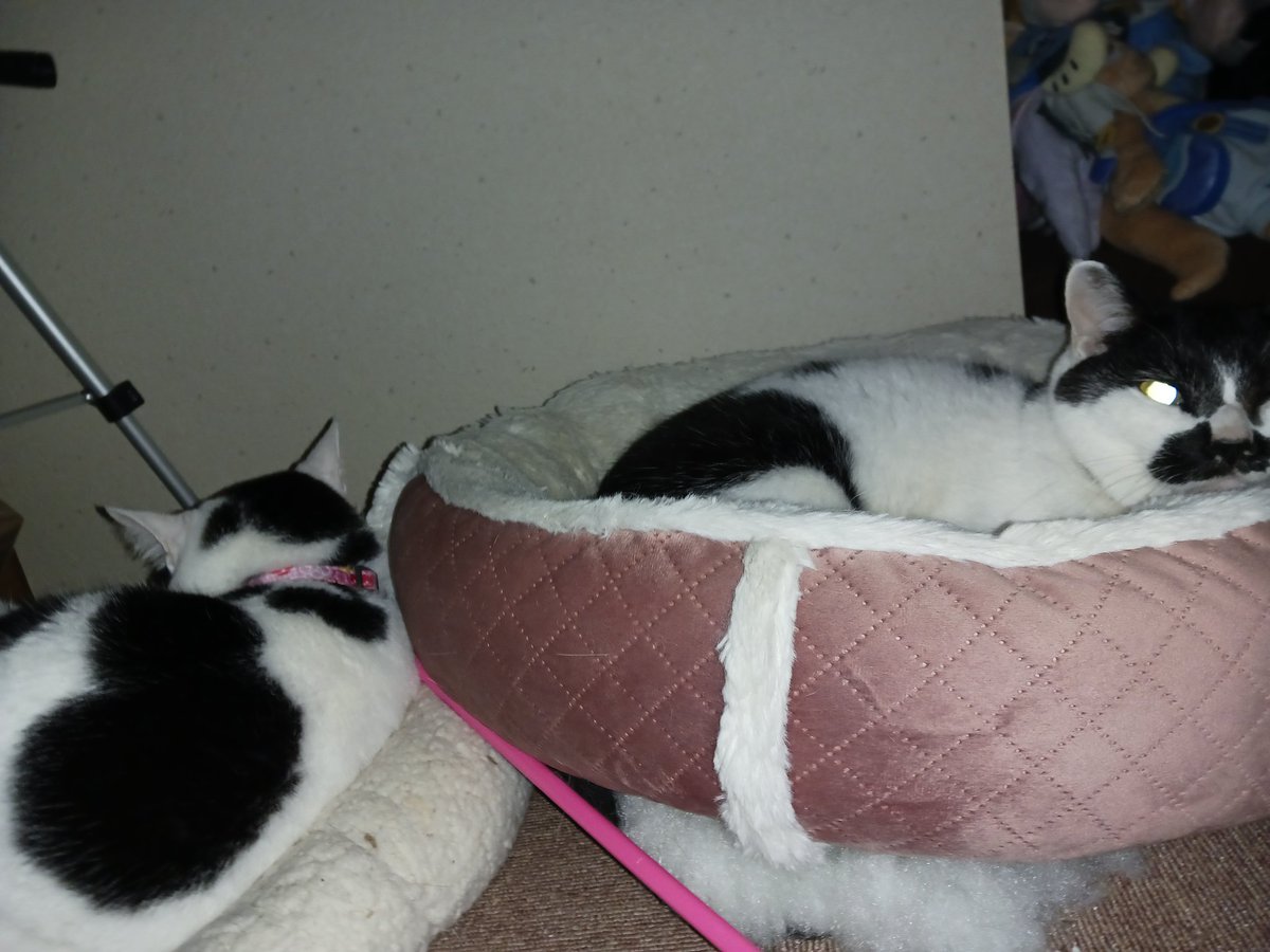 まさむねこ様 猫政宗 ねこまさむね 【7inch Cut-Scissors】 – HiddenFlavor Scissors