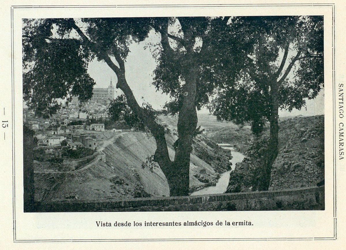 Almeces de Toledo 🌳 tweet media