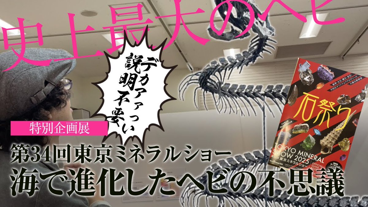 メリークリスマス♫🎄
12/27 19時にyoutubeにて新作動画公開予定です。
東京ミネラルショー2025で『蛇ーヘビー』の化石を拝見させて頂きました。その際の動画になります。よかったらご視聴くださいませ🎅　#化石乙史