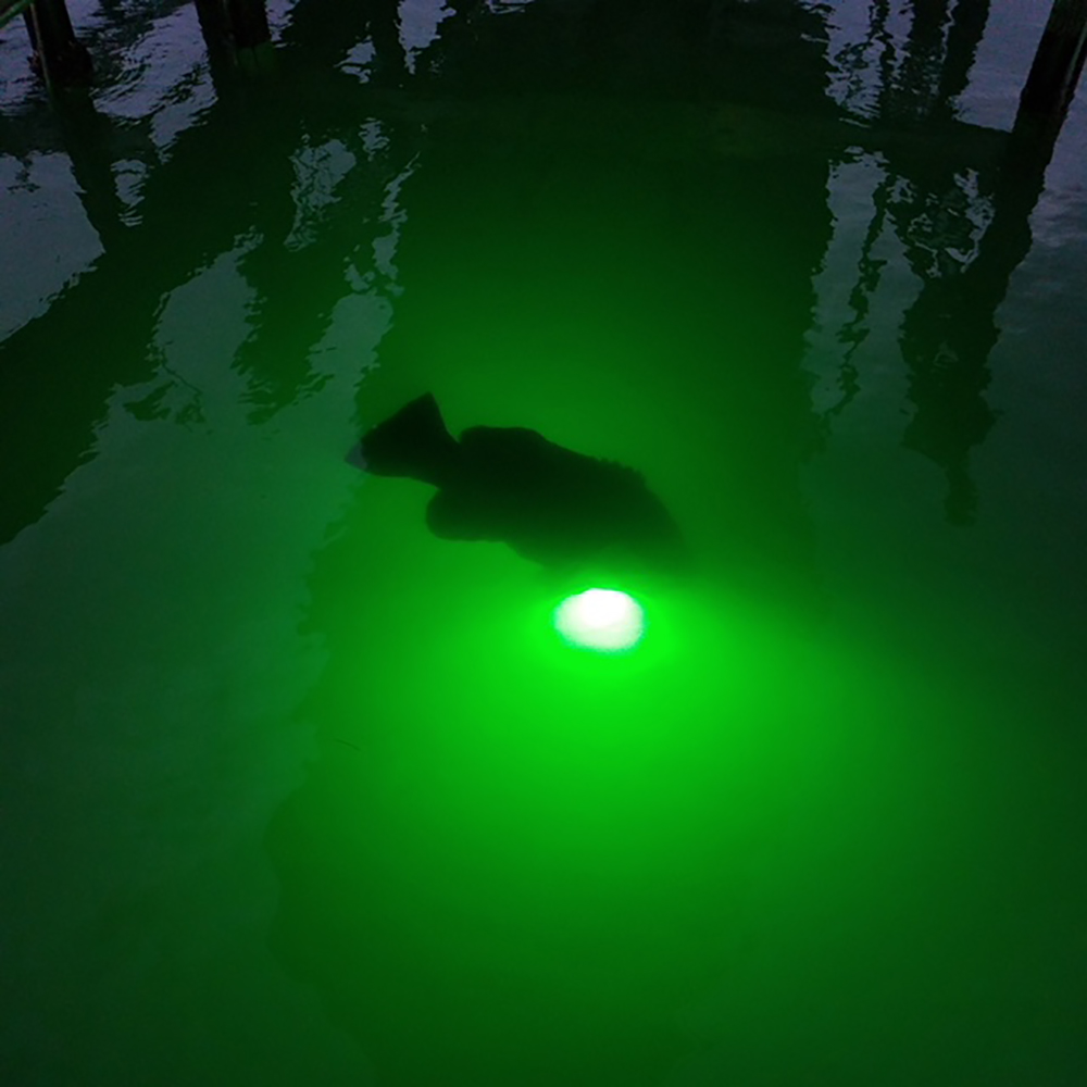 The majesty and mystery of the underwater world comes alive when the sun goes down! With our lights, you’ll get a front-row seats to all of the action!  Order yours today only at fishlight.com ✅