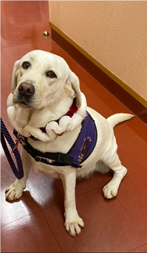 Our office received the best holiday gift we could imagine—welcoming our new facility dog, Ella!  Her full name is Cinderella, but she goes by Ella, and she’s already bringing comfort, warmth, and smiles to everyone she meets.

Ella will be here to support victims during some of