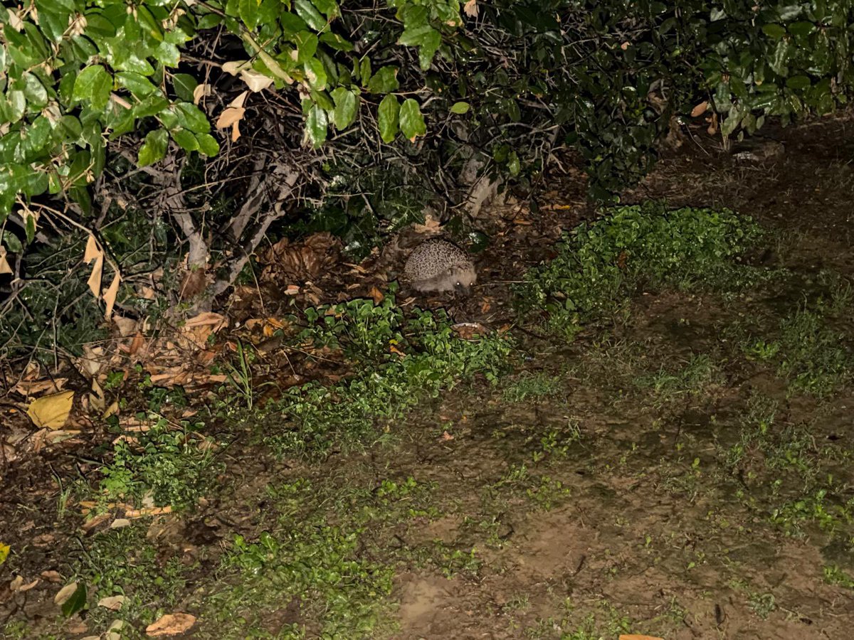 Ramasse'...io e basta.... tweet media