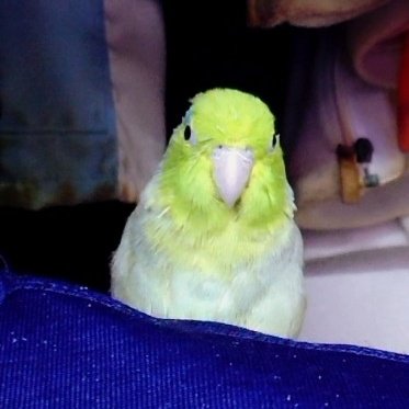 おはようございます😟
わさびが無事に帰宅出来ますように🙏⛩
あなたの近所や知り合いに緑色の小鳥が迷い込んで保護されていませんか？また一緒に暮らしたいです🙏
m(_ _)m
#拡散希望
#豆瑠璃羽
#マメルリハインコ
#わさび
#迷子インコ
#迷いインコ
#迷子鳥
#葵区東鷹匠