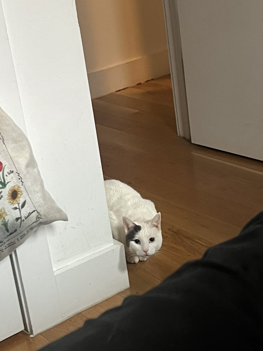 stardewy_'s tweet image. we’ve upgraded everyone, my roommate’s cat slowly inches closer to friendship