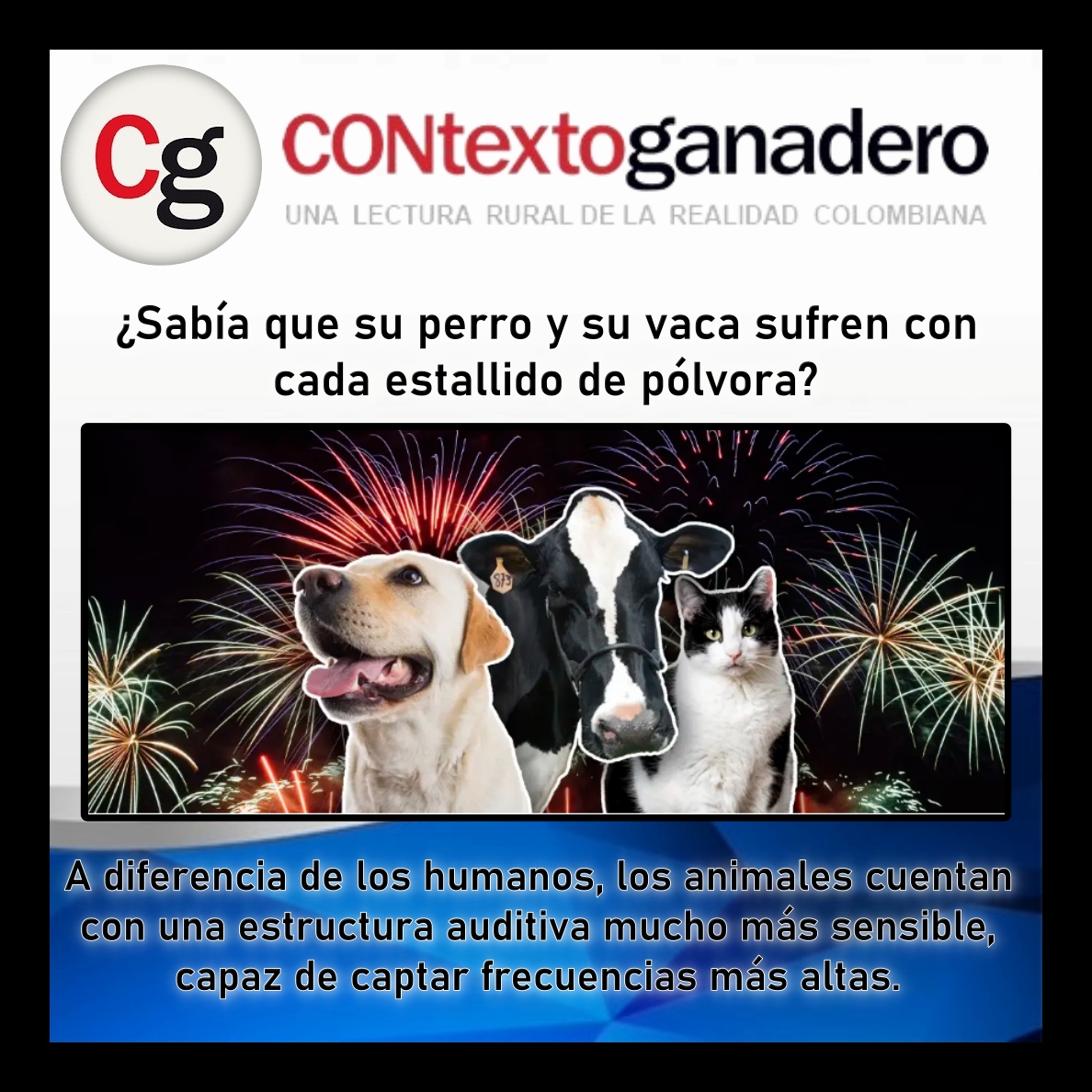 GarzonLocal's tweet image. ¡Ellos no celebran con pólvora!
Sabías que para un perro o una vaca, el estallido de un fuego artificial no es fiesta, es una señal de peligro que les genera pánico y estrés extremo. 
@Fedegan @jflafaurie 
Lee más sobre cómo protegerlos aquí @ContGanadero