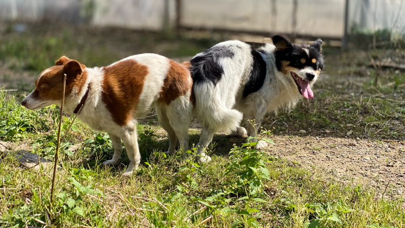 ListinDiario's tweet photo. #MásLeídasDelAño | ¿Por qué los perros se quedan “pegados” cuando se aparean? Esto es todo lo que debes saber
🔗https://t.co/n0txSfHNLZ

#HemerotecaLD #ListínDiario https://t.co/APNM6uFOGc
