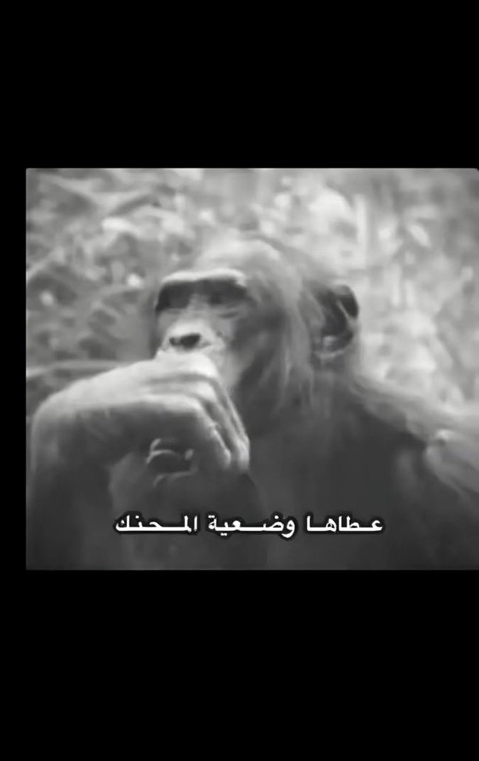 ليلى tweet media
