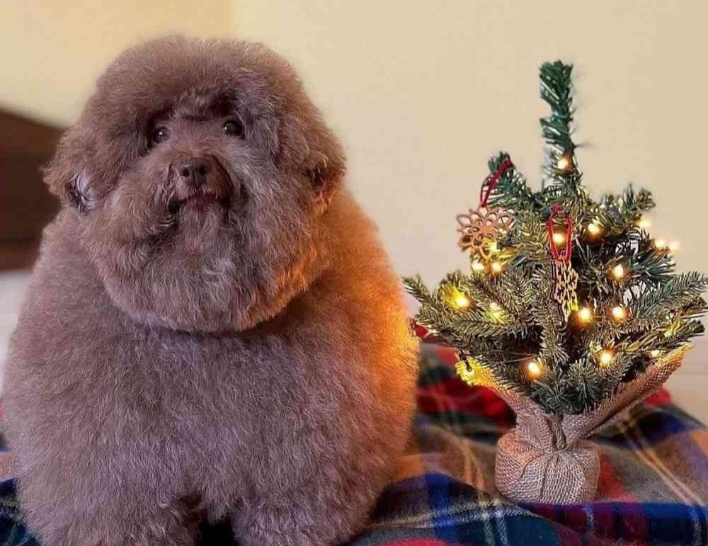 raypcist's tweet image. Another Christmas alone