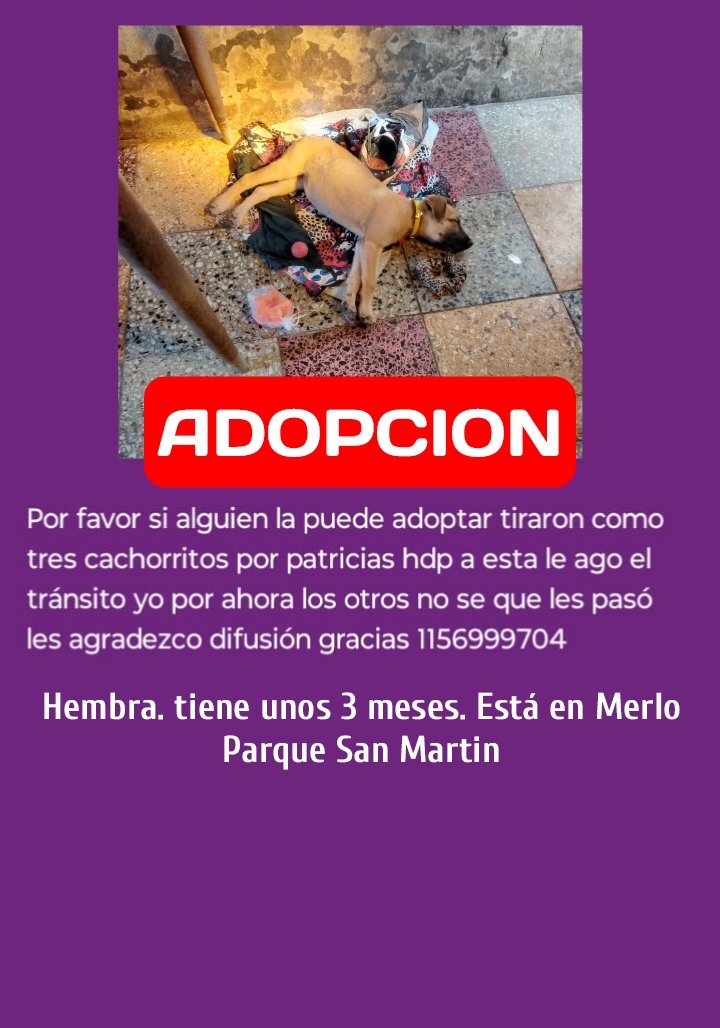 #adoptanocompres #adopcionesresponsables #adopcion #adopta #ayudarsalvavidas #ayuda #buenosaires #live #teenperros #love #viral #reels #tendencia2026 #perros #mascotas