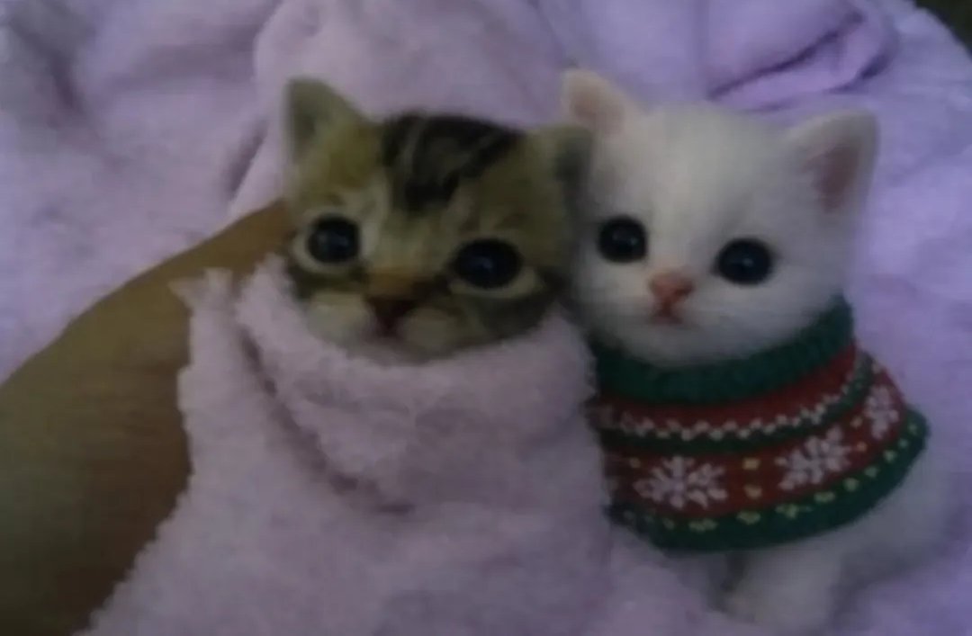 cats.jpg (@catsdotjpg) on Twitter photo 