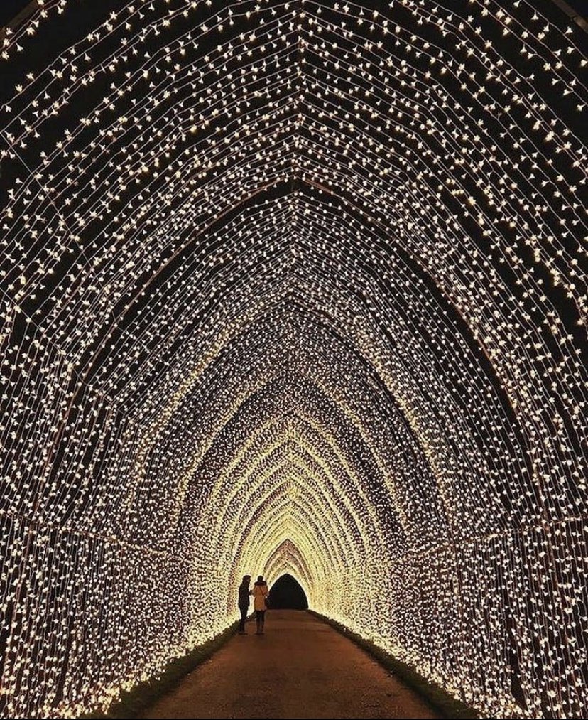 The Christmas lights are glistening in the Royal Botanic Garden, Edinburgh