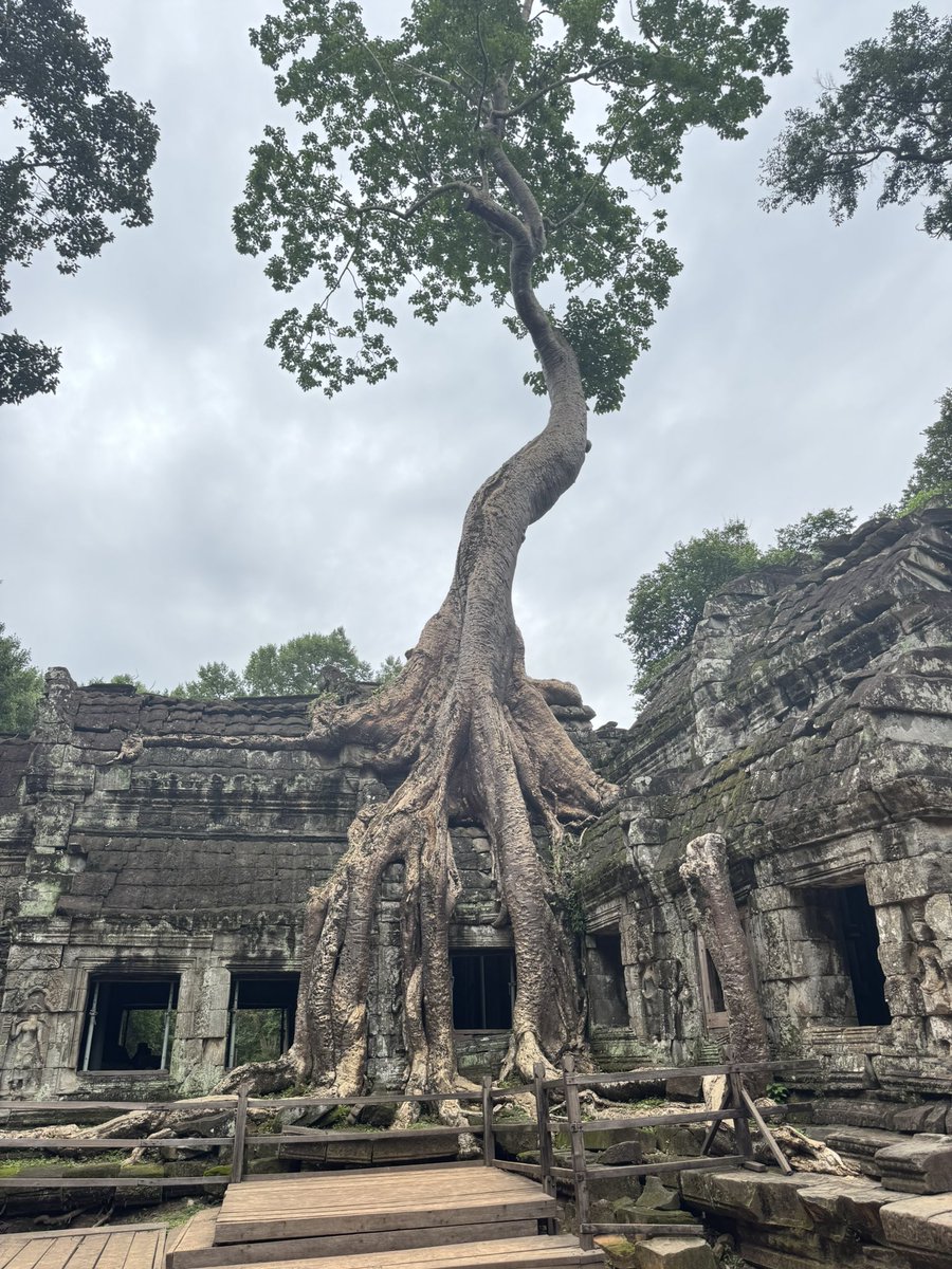 tomrooneytravel's tweet photo. There is nowhere in the world to compare to Ta Prohm temple 😍 #taprohm #cambodia https://t.co/sjjD4fBnXJ