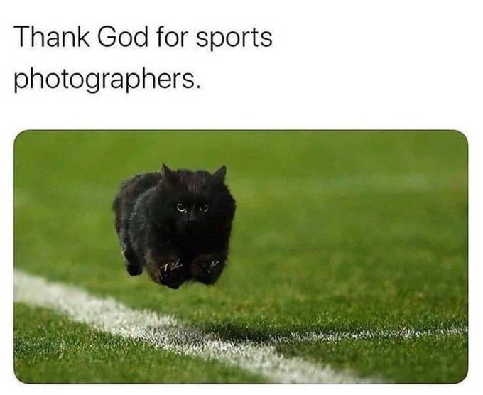 TweetsOfCats's tweet image. 