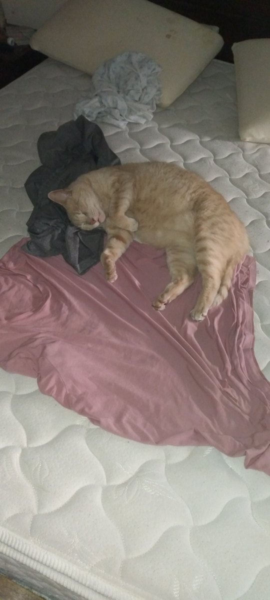 No fuiste a buscar la ropa al lavadero?
No pude, el gato me secuestro la ropa