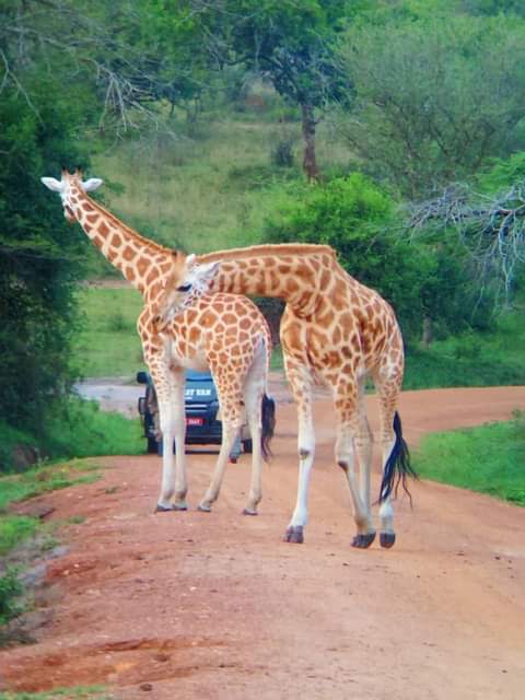 SafarisLife's tweet photo. 🐾 Amazing Wildlife Experiences Amazing Life Safaris offers incredible boat safaris that provide a combination of relaxation and wildlife spotting, featuring stunning views of the world's most powerful waterfall!

#VisitUganda #ExploreUganda https://t.co/89AOR63F68
