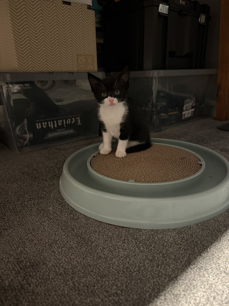 Baxta182's tweet photo. Little tinker already. Welcome home Meatball. https://t.co/2Cxb0ZOoWm