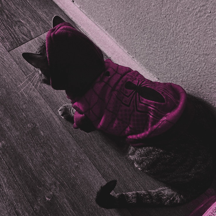 𝑮𝑾𝑬𝑵 𝑆𝑇𝐴𝐶𝑌ᅠ!¡ 🕷 (@gh0stgwen) on Twitter photo 