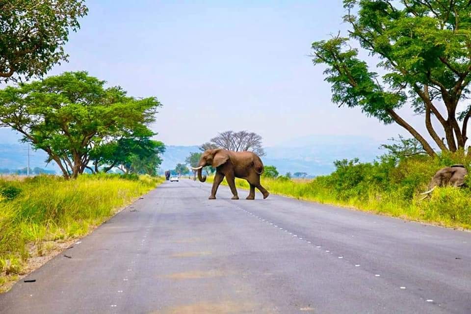 SafarisLife's tweet photo. 🐾 Amazing Wildlife Experiences Amazing Life Safaris offers incredible boat safaris that provide a combination of relaxation and wildlife spotting, featuring stunning views of the world's most powerful waterfall!

#VisitUganda #ExploreUganda https://t.co/89AOR63F68