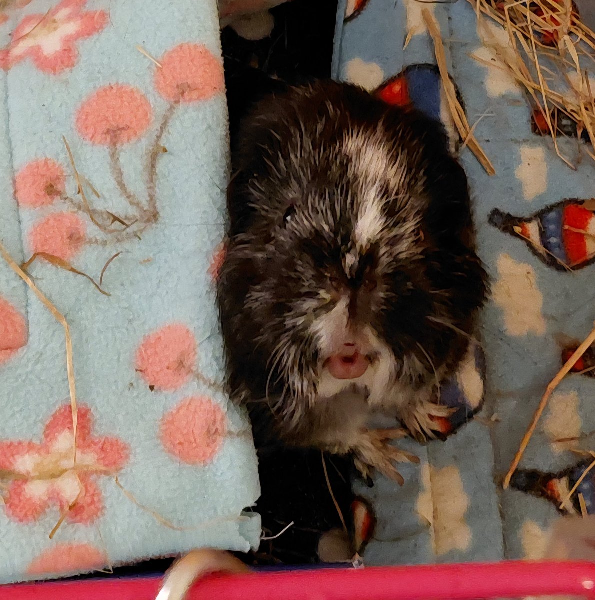 Andy2D6 🏳️‍🌈 tweet media