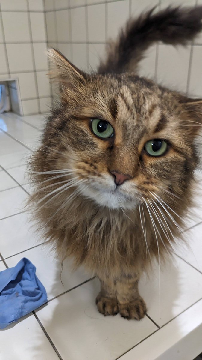 Ph_Demarquez's tweet image. 🐈Qui veut m'adopter ?🐈
Petit papy de 10 ans HYPER câlin qui vient d'arriver au refuge 🥰
Pourquoi adopter un senior plutôt qu'un chaton ?
✅moins sensible aux infections
✅plus calme
✅gère mieux votre absence
✅tout aussi câlin voire plus
#AdoptDontShop 
#SPA #Gennevilliers