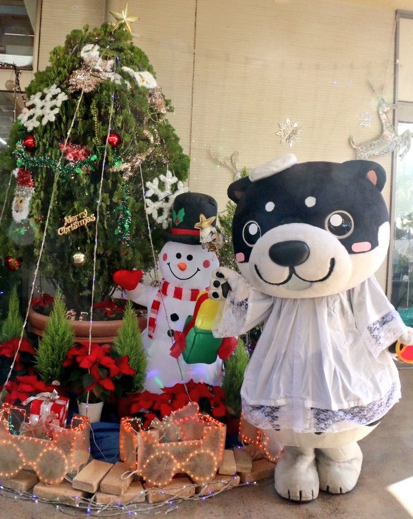 和み柴っこ【公式】 (@nagomi48) / Posts / X