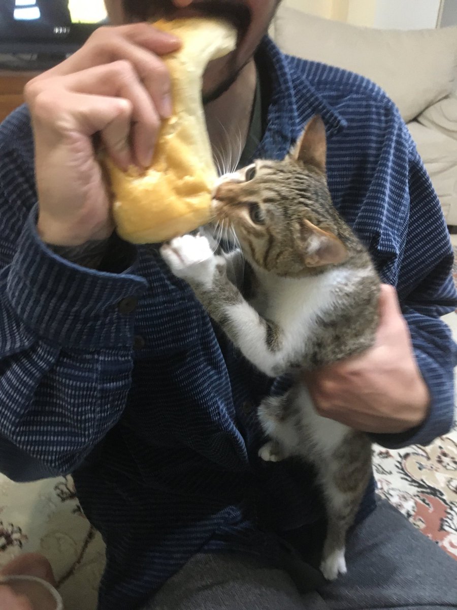 AAscoco's tweet image. سر یه لقمه نون دعوا میکنن