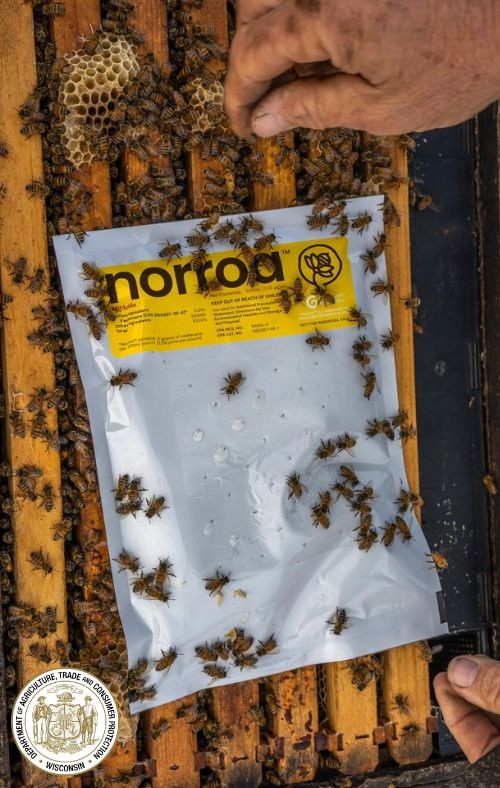 widatcp's tweet image. Good news! There are now more ways for beekeepers to control Varroa mites. Norroa, an RNA interference based miticide, has now approved for Varroa mite control.

Learn more methods for Varroa mite control at datcp.wi.gov/Pages/Programs…. 🐝

#BeeKeeping #Varroamites #DATCP